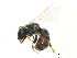  (Halictus lucidipennis - BIOUG18388-A10)  @15 [ ] CreativeCommons - Attribution (2015) CBG Photography Group Centre for Biodiversity Genomics