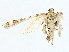  ( - BIOUG80104-C04)  @11 [ ] CreativeCommons - Attribution (2022) CBG Photography Group Centre for Biodiversity Genomics