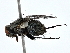  ( - BIOUG80105-C08)  @11 [ ] CreativeCommons - Attribution (2022) CBG Photography Group Centre for Biodiversity Genomics