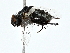  ( - BIOUG80107-A04)  @11 [ ] CreativeCommons - Attribution (2022) CBG Photography Group Centre for Biodiversity Genomics