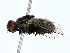  ( - BIOUG80107-C04)  @11 [ ] CreativeCommons - Attribution (2022) CBG Photography Group Centre for Biodiversity Genomics