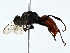  ( - BIOUG80107-C11)  @11 [ ] CreativeCommons - Attribution (2022) CBG Photography Group Centre for Biodiversity Genomics