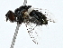  ( - BIOUG80108-A10)  @11 [ ] CreativeCommons - Attribution (2022) CBG Photography Group Centre for Biodiversity Genomics