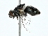  ( - BIOUG80110-B08)  @11 [ ] CreativeCommons - Attribution (2022) CBG Photography Group Centre for Biodiversity Genomics