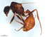  ( - BIOUG85271-F04)  @11 [ ] CreativeCommons - Attribution (2022) CBG Photography Group Centre for Biodiversity Genomics