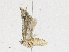  ( - CBG-A18381-D06)  @11 [ ] CreativeCommons - Attribution Share - Alike (2023) CBG Photography Group Centre for Biodiversity Genomics