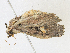  ( - CBG-A15035-F10)  @11 [ ] CreativeCommons - Attribution Share - Alike (2023) CBG Photography Group Centre for Biodiversity Genomics