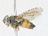  ( - CBG-A17494-A04)  @11 [ ] CreativeCommons - Attribution Share - Alike (2023) CBG Photography Group Centre for Biodiversity Genomics