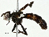  ( - BIOUG97754-B01)  @11 [ ] CreativeCommons - Attribution (2022) CBG Photography Group Centre for Biodiversity Genomics
