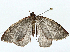  ( - BIOUG97757-H08)  @11 [ ] CreativeCommons - Attribution Non-Commercial Share-Alike (2023) CBG Photography Group Centre for Biodiversity Genomics