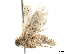  ( - BIOUG39085-B01)  @11 [ ] CreativeCommons - Attribution (2019) CBG Photography Group Centre for Biodiversity Genomics