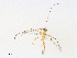  (Enicospilus Janzen04 - CBG-A31794-B07)  @11 [ ] CreativeCommons - Attribution Share - Alike (2024) CBG Photography Group Centre for Biodiversity Genomics
