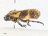  ( - CBG-A31794-H01)  @11 [ ] CreativeCommons - Attribution Share - Alike (2024) CBG Photography Group Centre for Biodiversity Genomics