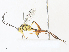  ( - CBG-A31795-G11)  @11 [ ] CreativeCommons - Attribution Share - Alike (2024) CBG Photography Group Centre for Biodiversity Genomics