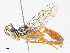  ( - CBG-A31796-A10)  @11 [ ] CreativeCommons - Attribution Share - Alike (2024) CBG Photography Group Centre for Biodiversity Genomics