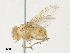  ( - CBG-A33519-B08)  @11 [ ] CreativeCommons - Attribution Share - Alike (2024) CBG Photography Group Centre for Biodiversity Genomics