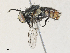  ( - CBG-A33519-C04)  @11 [ ] CreativeCommons - Attribution Share - Alike (2024) CBG Photography Group Centre for Biodiversity Genomics