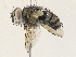 (Chrysoexorista Malaise5681 - CBG-A33520-A03)  @11 [ ] CreativeCommons - Attribution Share - Alike (2024) CBG Photography Group Centre for Biodiversity Genomics