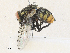  ( - CBG-A34317-A02)  @11 [ ] CreativeCommons - Attribution Share - Alike (2024) CBG Photography Group Centre for Biodiversity Genomics