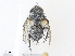  ( - CBG-A30949-D11)  @11 [ ] CreativeCommons - Attribution Share - Alike (2024) CBG Photography Group Centre for Biodiversity Genomics