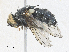  ( - CBG-A30950-F01)  @11 [ ] CreativeCommons - Attribution Share - Alike (2024) CBG Photography Group Centre for Biodiversity Genomics