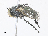  ( - CBG-A30950-G09)  @11 [ ] CreativeCommons - Attribution Share - Alike (2024) CBG Photography Group Centre for Biodiversity Genomics