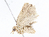  ( - BIOUG95285-H03)  @11 [ ] CreativeCommons - Attribution Share - Alike (2023) CBG Photography Group Centre for Biodiversity Genomics
