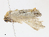 (Drepanorhina - BIOUG95287-G08)  @11 [ ] CreativeCommons - Attribution Share - Alike (2023) CBG Photography Group Centre for Biodiversity Genomics