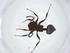  (Crematogaster sewardi - CBG-A13001-A09)  @11 [ ] CreativeCommons - Attribution Share - Alike (2023) Centre for Biodiversity Genomics Centre for Biodiversity Genomics