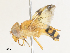  ( - CBG-A31805-G09)  @11 [ ] CreativeCommons - Attribution Share - Alike (2024) CBG Photography Group Centre for Biodiversity Genomics