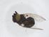  (Brakemyia - CBG-A50927-B11)  @11 [ ] CreativeCommons - Attribution Share - Alike (2024) Centre for Biodiversity Genomics Centre for Biodiversity Genomics