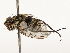  ( - CBG-A67104-F02)  @11 [ ] CreativeCommons - Attribution Share - Alike (2025) CBG Photography Group Centre for Biodiversity Genomics