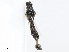  ( - CBG-A13304-F09)  @11 [ ] CreativeCommons - Attribution Share - Alike (2023) CBG Photography Group Centre for Biodiversity Genomics