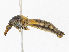  ( - CBG-A13354-C08)  @11 [ ] CreativeCommons - Attribution Share - Alike (2023) CBG Photography Group Centre for Biodiversity Genomics