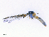  ( - CBG-A13355-G12)  @11 [ ] CreativeCommons - Attribution Share - Alike (2023) CBG Photography Group Centre for Biodiversity Genomics