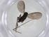  (Dicranomyia zonata - CBG-A14685-D11)  @11 [ ] CreativeCommons - Attribution Share - Alike (2023) Centre for Biodiversity Genomics Centre for Biodiversity Genomics