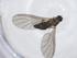  ( - CBG-A14921-D09)  @11 [ ] CreativeCommons - Attribution Share - Alike (2023) Centre for Biodiversity Genomics Centre for Biodiversity Genomics