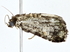  ( - BIOUG77712-E11)  @11 [ ] CreativeCommons - Attribution (2022) CBG Photography Group Centre for Biodiversity Genomics