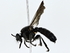  ( - BIOUG77712-F07)  @11 [ ] CreativeCommons - Attribution (2022) CBG Photography Group Centre for Biodiversity Genomics