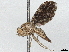  (Hexacinia - BIOUG58675-H03)  @11 [ ] CreativeCommons - Attribution (2022) CBG Photography Group Centre for Biodiversity Genomics