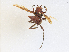  (Polistes brunetus - CBG-A25949-A07)  @11 [ ] CreativeCommons - Attribution Share-Alike (2024) CBG Photography Group Centre for Biodiversity Genomics