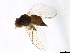  (Aulagromyza nitida - BIOUG42475-A05)  @11 [ ] CreativeCommons - Attribution (2021) CBG Photography Group Centre for Biodiversity Genomics