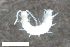  ( - ZFMK-TIS-2518689)  @11 [ ] CreativeCommons  Attribution Share-Alike (by-sa) 900 (2017) Unspecified Zoologisches Forschungsmuseum Alexander Koenig