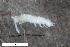  ( - ZFMK-TIS-2518697)  @11 [ ] CreativeCommons  Attribution Share-Alike (by-sa) 908 (2017) Unspecified Zoologisches Forschungsmuseum Alexander Koenig