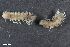  (Polydesmus falcifer - ZFMK-TIS-2564007)  @11 [ ] CreativeCommons  Attribution Share-Alike (by-sa) 1559 (2016) Unspecified Zoologisches Forschungsmuseum Alexander Koenig