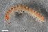  ( - ZFMK-TIS-2566669)  @11 [ ] CreativeCommons  Attribution Share-Alike (by-sa) 1657 (2017) Unspecified Zoologisches Forschungsmuseum Alexander Koenig