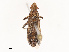  ( - CBG-B07460-E11)  @11 [ ] CreativeCommons - Attribution Share - Alike (2025) CBG Photography Group Centre for Biodiversity Genomics