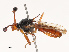  ( - CBG-B07460-G10)  @11 [ ] CreativeCommons - Attribution Share - Alike (2025) CBG Photography Group Centre for Biodiversity Genomics