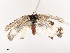 (Azanus natalensis - CBG-B19180-A03)  @11 [ ] CreativeCommons - Attribution Share - Alike (2025) CBG Photography Group Centre for Biodiversity Genomics