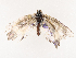  ( - CBG-B19180-A07)  @11 [ ] CreativeCommons - Attribution Share - Alike (2025) CBG Photography Group Centre for Biodiversity Genomics